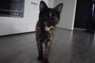 Mimi (8)